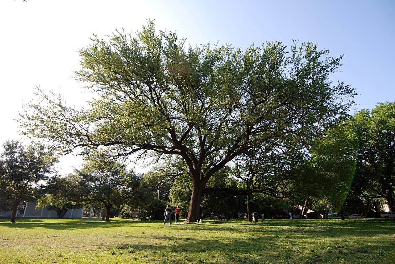 The Menil Collection, where Fragility is on view
